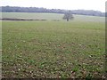 Arable land near Whiteparish