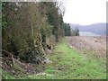 Ancient hedge near Buckholt