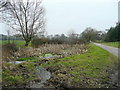 Marshy area by a road