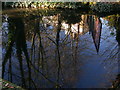 Gate, houses and trees reflected in the water