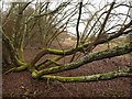 Tree on Stoborough Heath