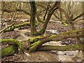 Woodland stream, Stoborough Heath