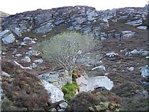 NC4435 : Precariously growing tree in rock cleft, above Loch Coire na Saidhe Duibhe on NE flank of Ben Hee. by Nick Lindsay