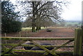 Pigs behind a gate, Chiddingstone