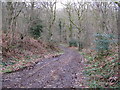 Bridleway descent in Frith Wood