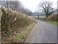 Hedge cutting near Cranborne