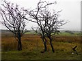 Clatteryknowes Townland