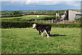 A cow in a field at Tullyorior Crossroads