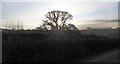 Tree by the road to Hungerford