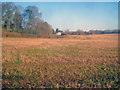 Stubble field south of Bromesberrow Nurseries