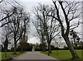 Tree-lined avenue, Montpellier Gardens, Cheltenham