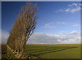 Trees near Kirkburn