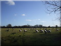 ST3584 : Sheep near Broadstreet Common, Newport by John Lord