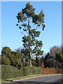 Eucalyptus tree, Burrowhill