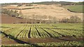 Turnip field, Newton Gray