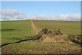 Winter cereal crops, Cransley