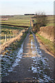 Track to Carr Banks Plantation