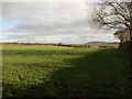 Field near Little Trevellion