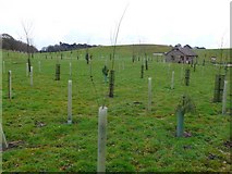 SY9694 : Woodland Burial Ground by Nigel Mykura