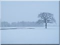 Winter Tree, Aston-on-Trent