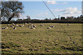 A shot of sheep, Manor Farm