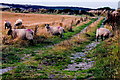 SC1968 : Mull Hill - Sheep along dirt road on north side of the hill - Sheep by Joseph Mischyshyn
