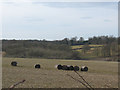 TQ2156 : Silage bales near Round Wood by Stephen Craven