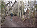 Mountain biker in Downs View Wood