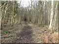 TQ0920 : Footpath in Woodshill Copse by Dave Spicer