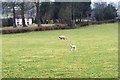 New lambs near Tyn-y-caeau