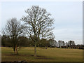 Field with trees at Hurst Farm