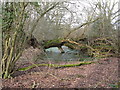 TQ0921 : Fallen tree in stagnant pond by Dave Spicer