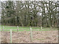 Tree house at the rear of Coneyhurst Court