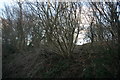 Coppiced trees by the Forest Way