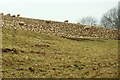 Sheep feeding on swedes