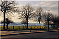 Trees on Embankment Road - Plymouth