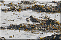 Turnstone amongst seaweed - Plymouth