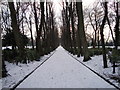 Avenue of lime trees, Maxwell Park