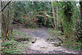 Footpath, Buttocks Bank Wood