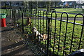 Patient dogs, Victoria Park, Cardiff