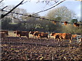 Cattle on the move