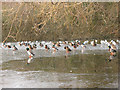 TQ2255 : Ducks on Mere Pond by Stephen Craven
