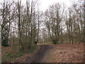 Banstead Heath: bridleway through the woods