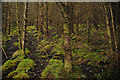 NH3228 : Forest near Fasnakyle by Steven Brown