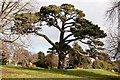 Cedar Tree, Pound