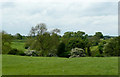 Pasture and dingle near Ravensmoor, Cheshire