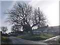 Llanmadoc: a large tree