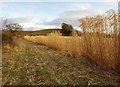 Miscanthus, Fry