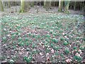 Snowdrops, The Grove