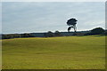 Tree in the Park, Seaford Head